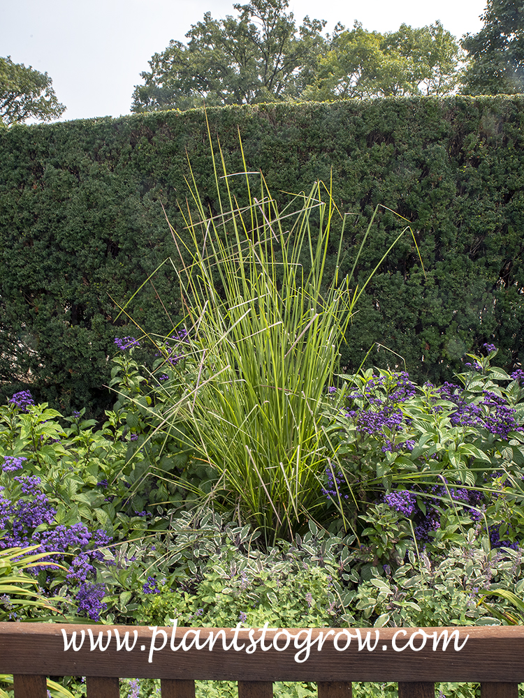 Vetiver (Vetiveria zizanioides)  
Growing in a garden with  a Hicks Yew Hedge .  An underplanting of the blue flowering Heliotrope and Tricolored Salvia.